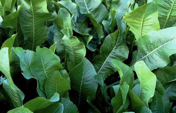 Korzeń chrzanu – naturalny antybiotyk